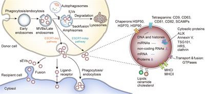 Frontiers Small Extracellular Vesicles A Novel Avenue For Cancer